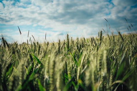 First Complete Genome Map Of Ancient Wheat Einkorn Assembled