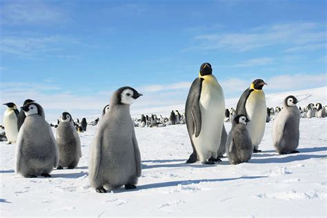 New Colonies of Emperor Penguin Discovered in Satellite Imagery of Bird Poop