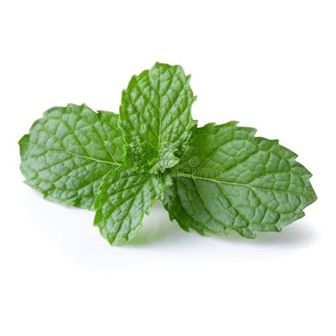 Mint Leaves Isolated Over A White Background Stock Photo Image Of