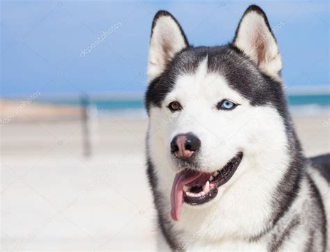 Purebred husky resting Stock Photo by ©AsierRomeroCarballo 67006183