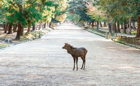 Nara Private Tour Mit Einem Ortskundigen Guide Getyourguide