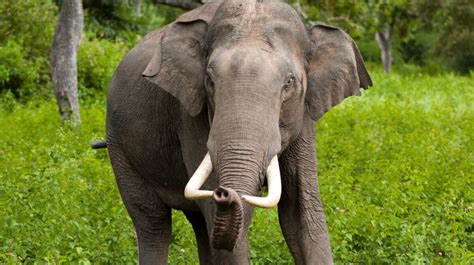 Des Chercheurs R V Lent Une Fascinante D Couverte Sur Les L Phants