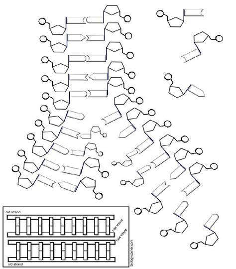 Biology Corner Dna Replication Coloring Worksheet Answer Key › Athens