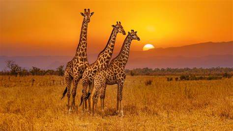 Kruger National Park In South Africa Had Eugene Levy At A Loss For Words