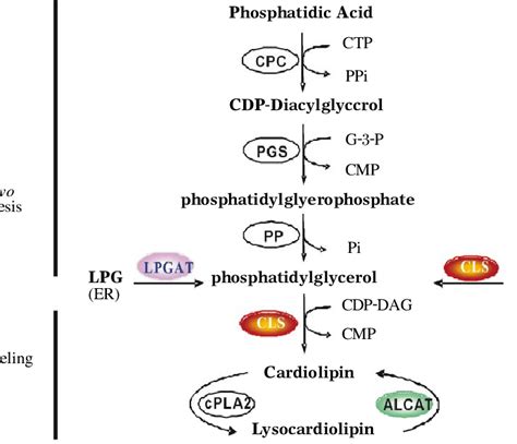 Cl Biosynthetic And Remodeling Pathways The Indicated Reactions Of Cl