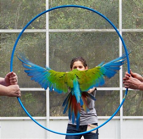 Budgerigar Universe: Macaw training how to tame your Macaw parrot