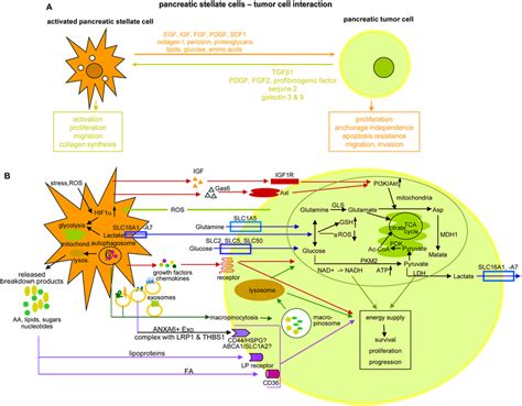 The Crosstalk Between PSC And Pancreatic Cancer Cells A Overview Of