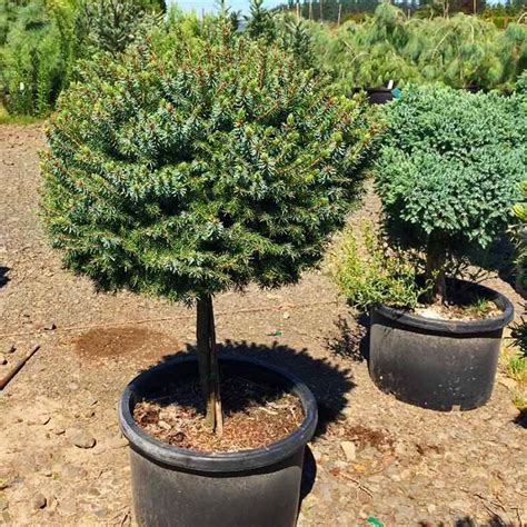 Serbian Spruce Tree Form For Sale Online The Tree Center