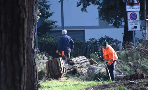 Tagliati altri pini il parco perde lidentità