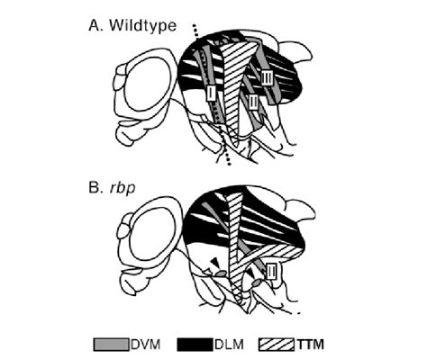 Schematic Representations Of Wild Type And Rbp Mutant Thoracic Muscles