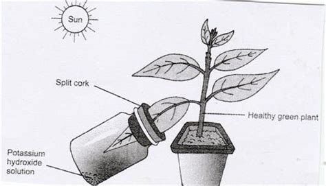 How to conduct a Botany experiment on Photosynthesis