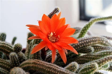 Descubre La Belleza Del Cactus Cola De Rata Dorada Cuidados Y