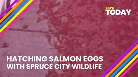 Protecting The Next Generation Of Salmon Ckpgtodayca