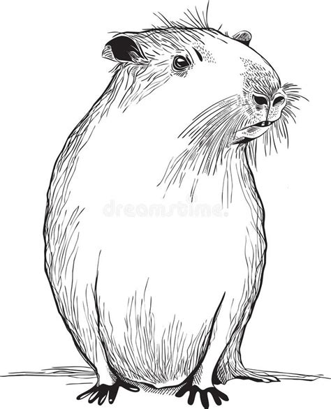 Black And White Vector Sketch Illustration Of Cute Capybara Stock