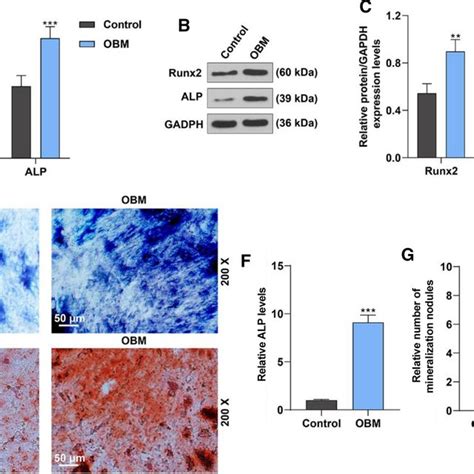 Osteogenic Differentiation Ability Of Bmmscs Compared With Control A Download Scientific