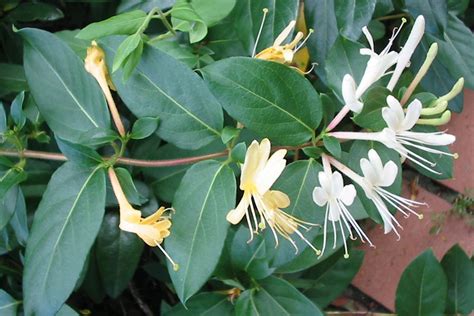 Japanese honeysuckle