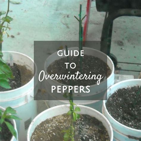 Peppers Are Perennial Here S How To Overwinter Pepper Plants Indoors