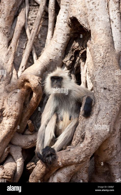 Indian Langur Female Monkey Presbytis Entellus In Banyan Tree In