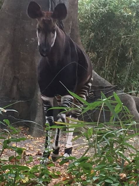 Okapi at Bronx Zoo | Bronx zoo, Racing extinction, Okapi