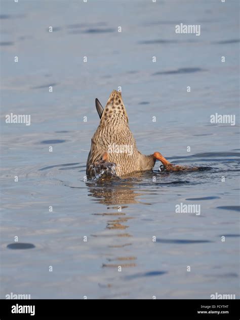 Duck Upside Down Stock Photo Alamy