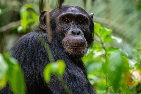 Day Kibale Chimp Trekking Tour Uganda Chimpanzee Tracking