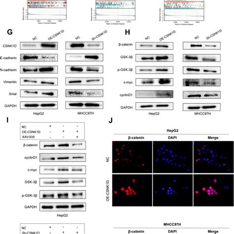 Csnk1d Activated The Wntβ Catenin Signaling Of Hcc Cells A The Download Scientific Diagram