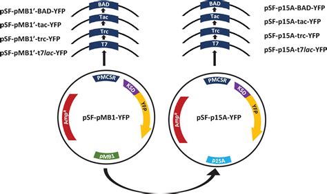 Frontiers Impact Of The Expression System On Recombinant Protein