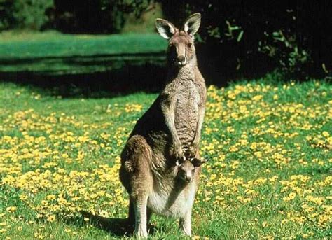 Kangaroo and her joey