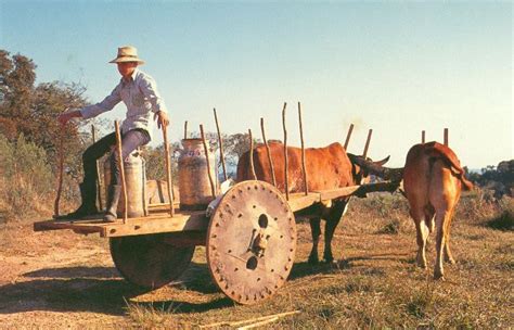 História Do Carro De Boi Mur Museu Da Roça