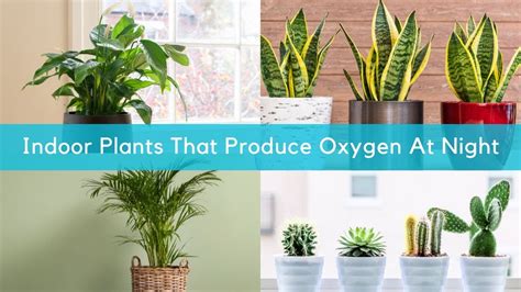 10 Indoor Plants That Produce Oxygen At Night Indoor Plants That