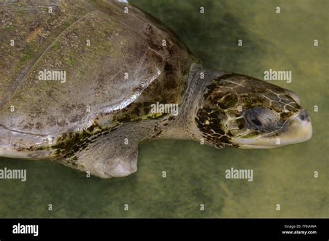 Ridley Tortuga De Mar Del Pacífico La Tortuga Marina Golfina U Oliva Ridely Lepidochelys