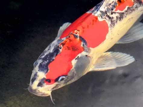 Understanding Koi Behavior Your Comprehensive Guide Backyard Pond