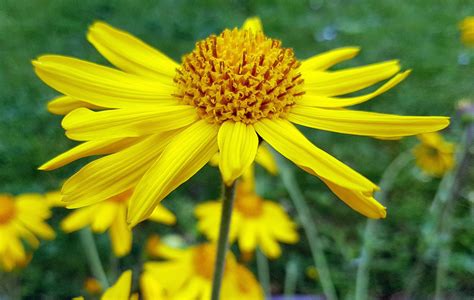 Arnica Montana Flower Extract Arnikablüten Extrakt Wirkstoffe