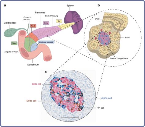 Pancreatic Cell Structure