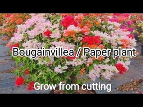 Bougainvillea Plant Grow Method From Cutting Paper Plant Grow Method