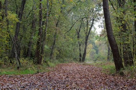 Well Worn Path Stock Image Image Of Overgrown Care Path 1030605