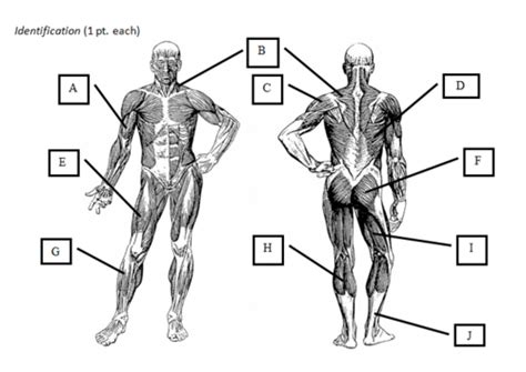 Muscular System Flashcards Quizlet