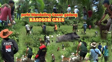 Mengepung Babi Hutanporbi Mandailiang Gasan Gadang Channelperdana02