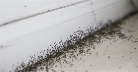 What Are The Signs Of An Insect Infestation Pestcheck Services Limited