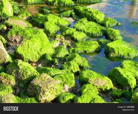 Green Algae On Rocks Image & Photo | Bigstock