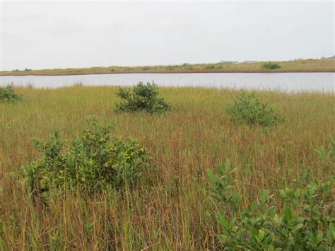 Mangroves: A Coastal Savior?