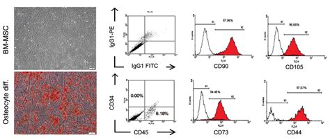 Characterization Of Passaged Human Bm Derived Mscs A Phenotypic