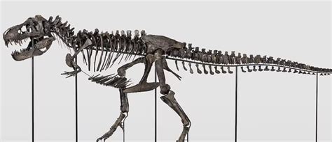 Un Squelette De Tyrannosaure Rex Esp Ce Ayant V Cu Il Y A Millions