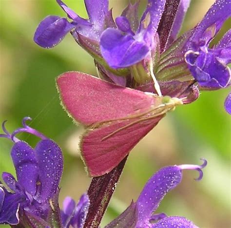 Small Pink Moth Pyrausta Inornatalis Bugguidenet