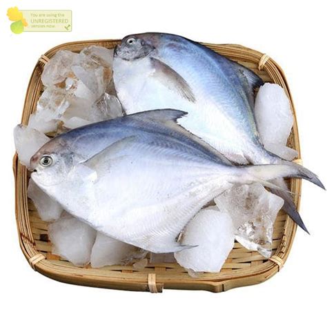 Jual Ikan Bawal Putih Segar Fresh Ikan Bawal Laut Kg Shopee Indonesia