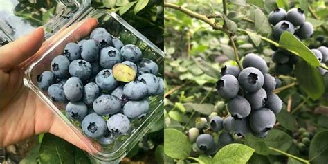 Blueberries From Shandong China Now Available On The Market