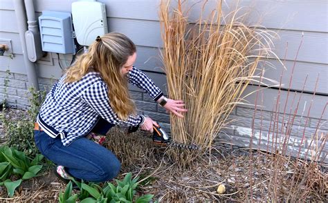 When to Cut Ornamental Grass - EatHappyProject