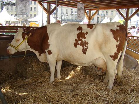 Montbéliarde cattle - Wikidata