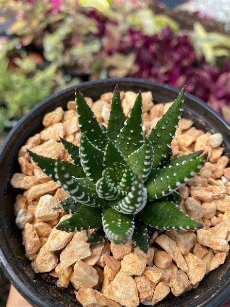 Zebra Haworthia Fasciata Live Plantzebra Etsy