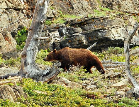 Grizzly Bear | Glacier National Park | June, 2012 | Tony Thomas Photography